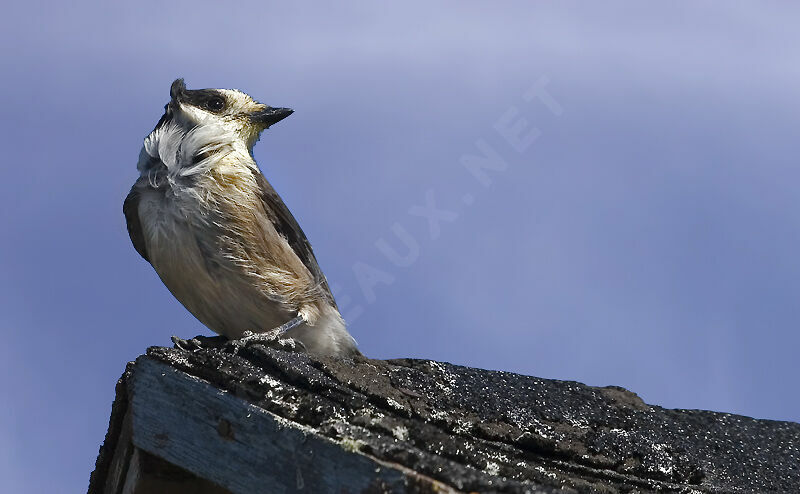 Grey Jay