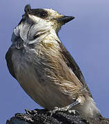 Canada Jay