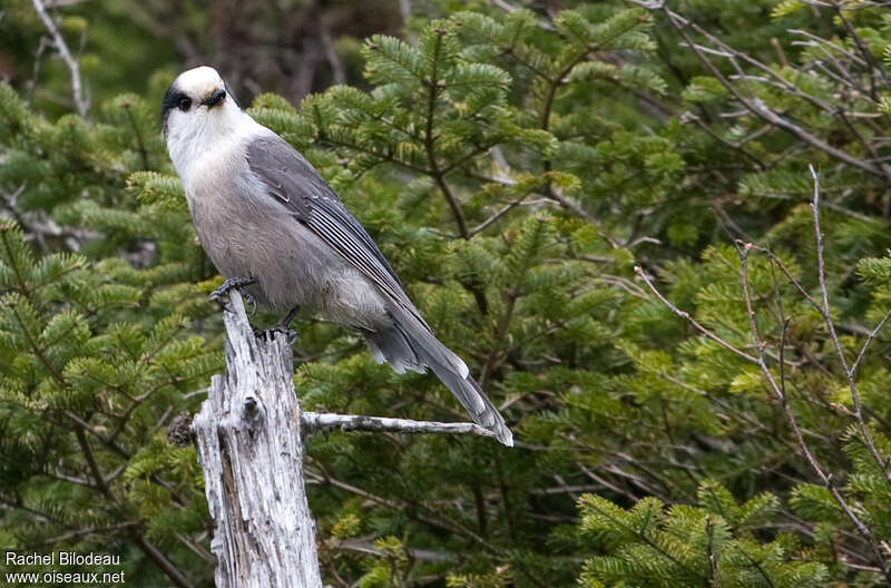 Grey Jay, identification