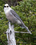 Grey Jay