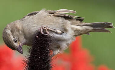 Moineau domestique