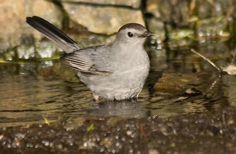 Grey Catbird