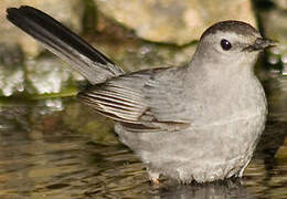 Grey Catbird