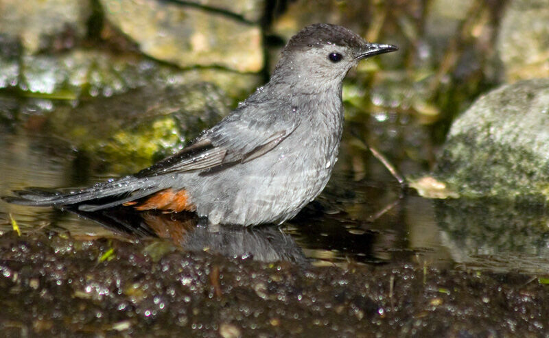 Grey Catbird