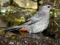 Grey Catbird