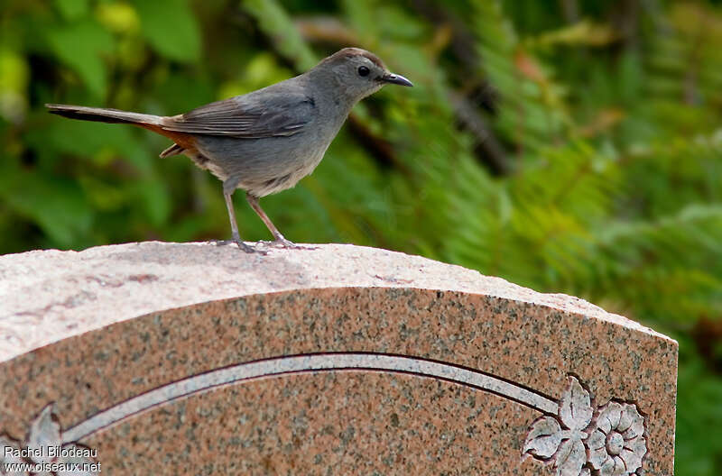 Grey Catbird, identification