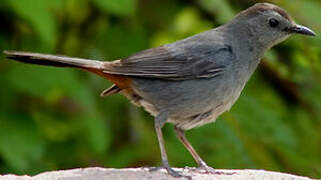 Grey Catbird