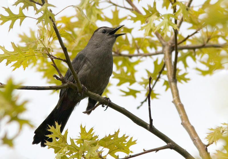 Grey Catbird