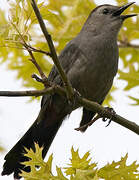 Grey Catbird