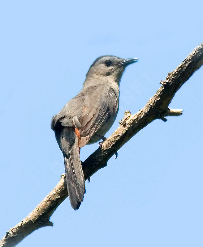 Grey Catbird