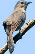 Grey Catbird