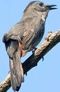 Grey Catbird