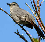 Grey Catbird