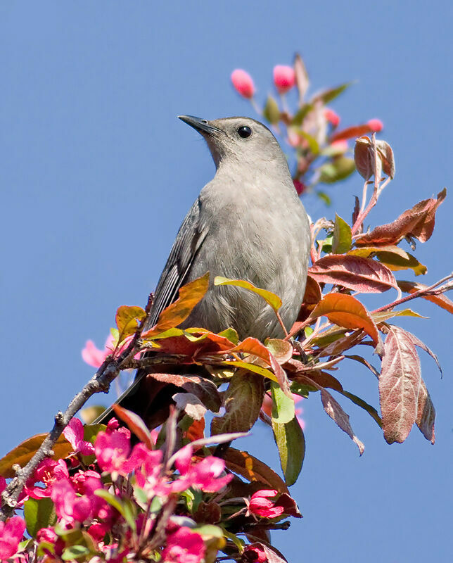 Grey Catbird, identification