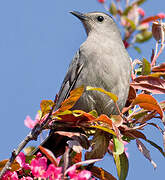 Grey Catbird