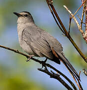 Grey Catbird