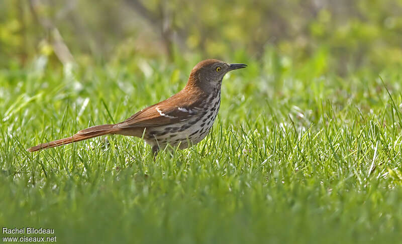 Brown Thrasheradult, pigmentation, walking, fishing/hunting