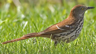 Brown Thrasher