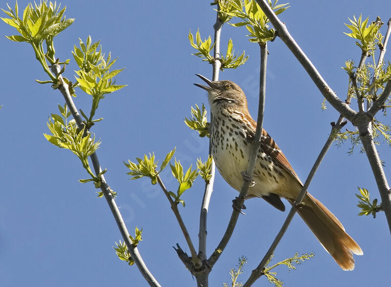 Brown Thrasher