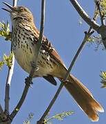 Brown Thrasher