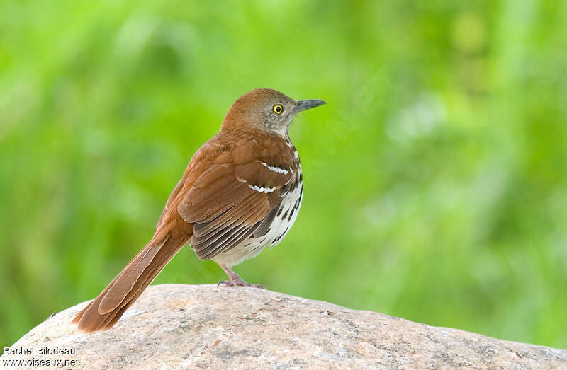 Brown Thrasher, identification