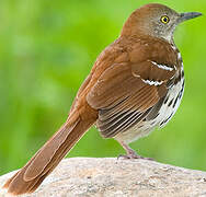 Brown Thrasher