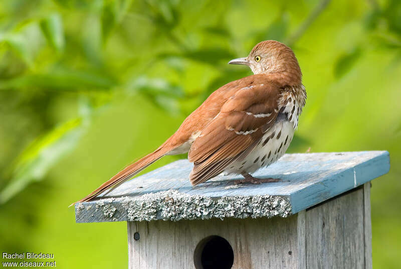 Brown Thrasheradult, pigmentation, Behaviour