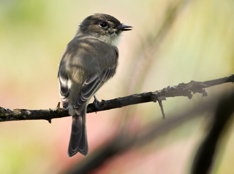 Eastern Phoebe