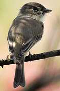 Eastern Phoebe