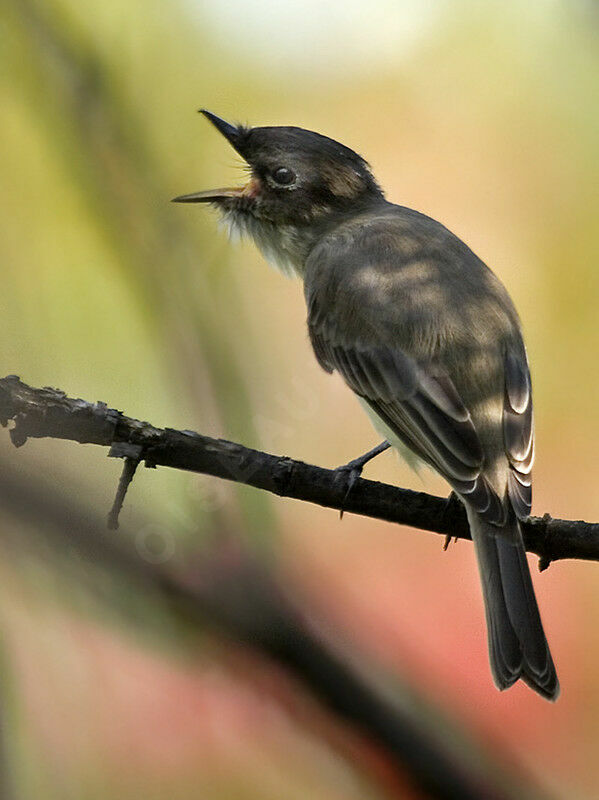 Eastern Phoebe