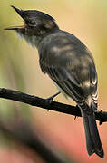 Eastern Phoebe