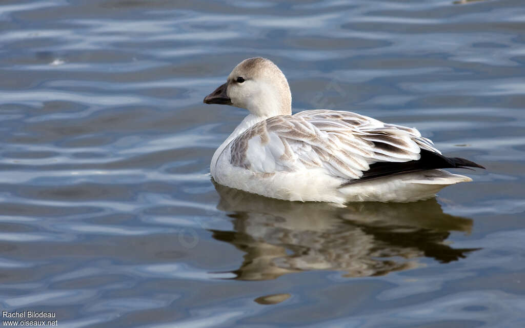 Oie de Rossjuvénile, identification