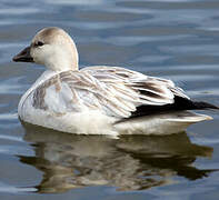 Ross's Goose