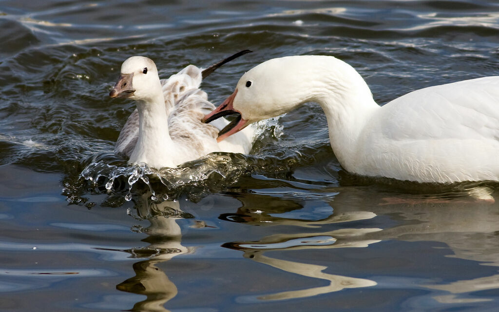 Ross's Goosejuvenile, identification, Behaviour