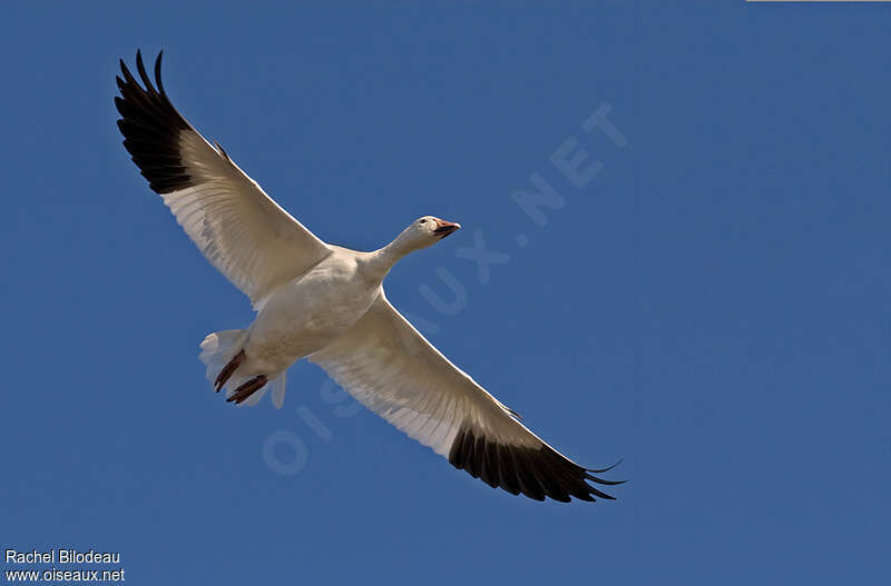 Snow Gooseadult, Flight