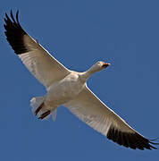 Snow Goose