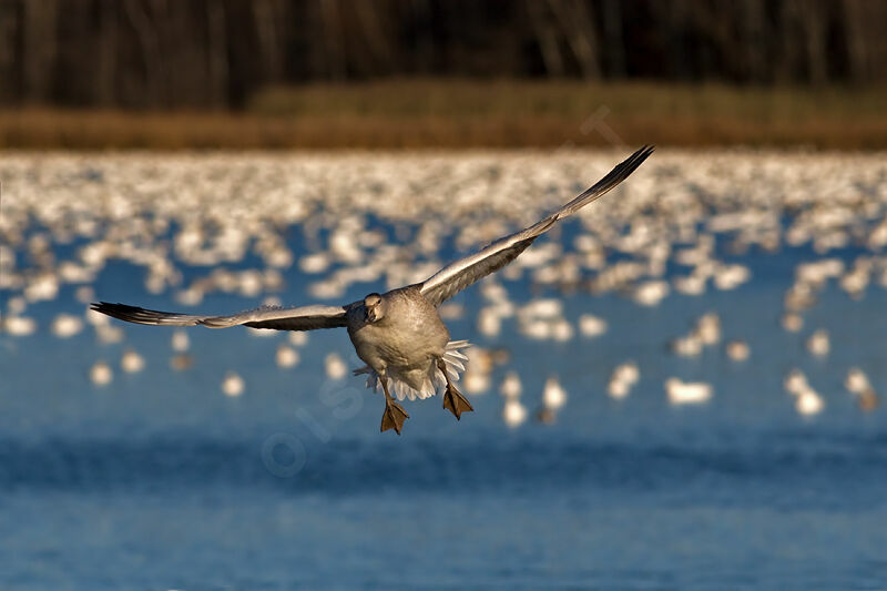 Snow Gooseadult