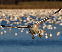 Snow Goose