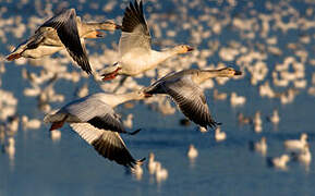 Snow Goose