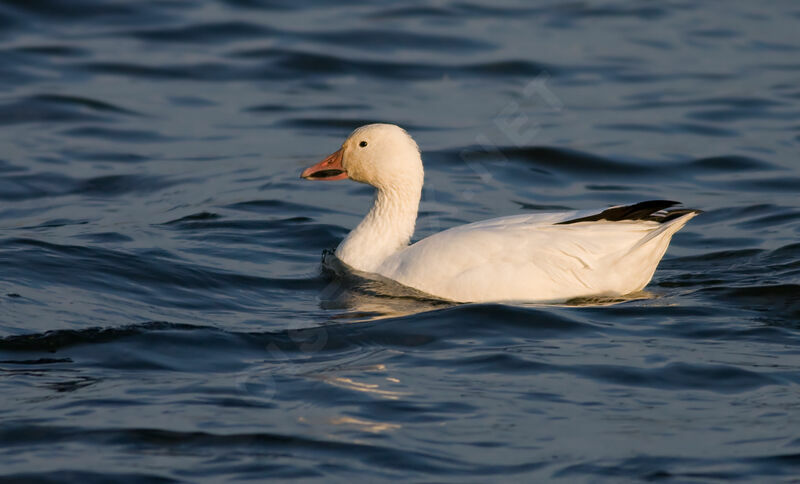 Snow Goose, identification, feeding habits, Behaviour