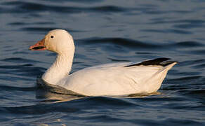 Snow Goose