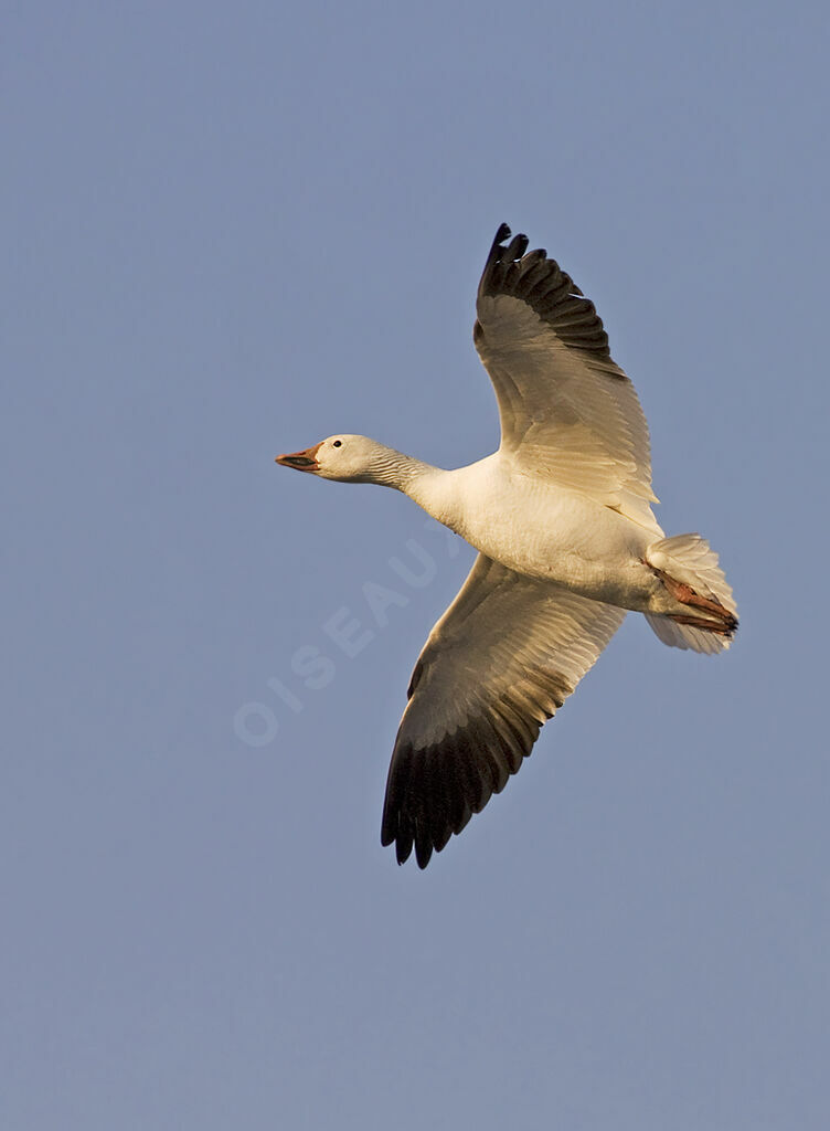 Snow Goose, identification, Flight, Behaviour