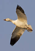 Snow Goose