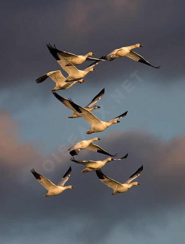 Snow Goose , identification, Flight, Behaviour