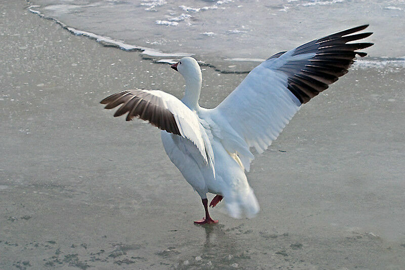 Oie des neiges