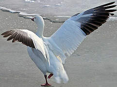 Snow Goose