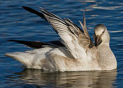 Snow Goose