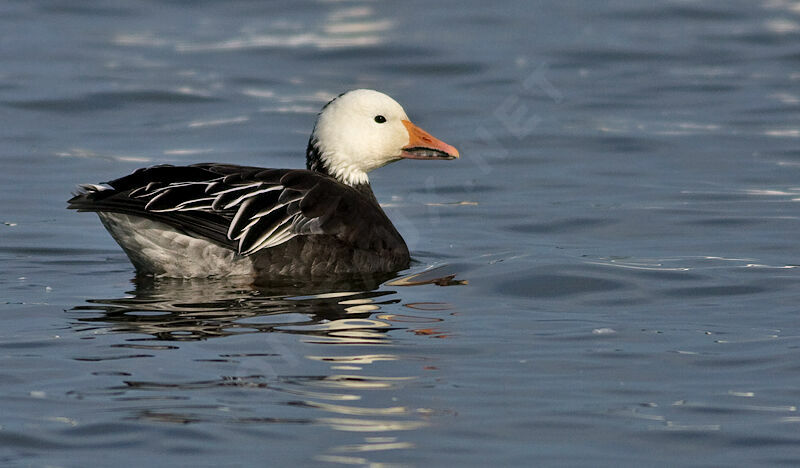 Oie des neiges, identification, Comportement