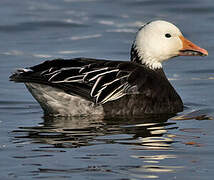 Snow Goose