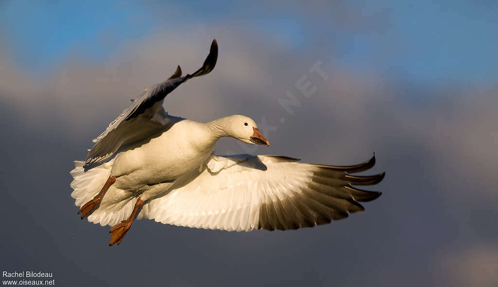 Snow Gooseadult, Flight, Behaviour